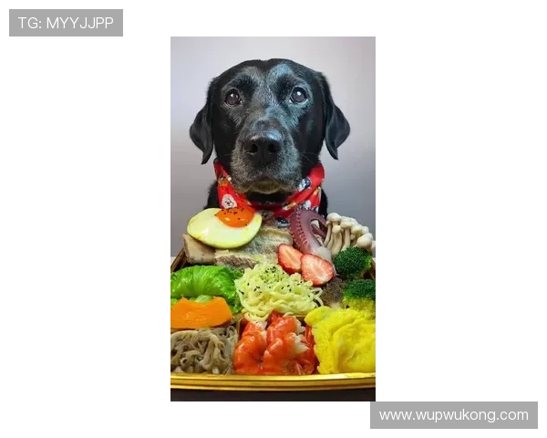 伊布家的狗都吃有机牛排? 伊布家的狗都吃有机牛排?